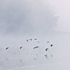 Early birds (Máchovo jezero)